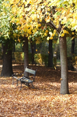 Der Baum im Herbst