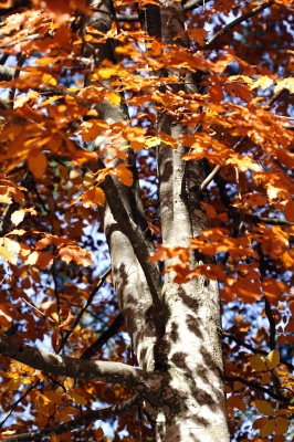 Der Baum im Herbst