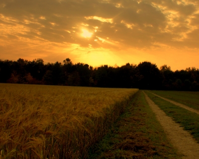 Sommergerste im Herbst