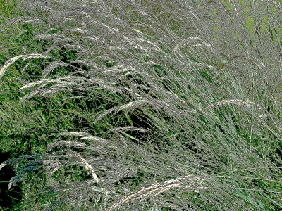 im Wind neigendes  Gras bei Heßdorf