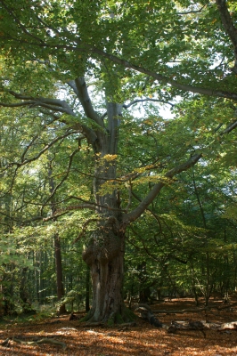 Baum Darßer Urwald