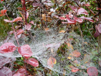 Spinnennetz im Nebeltau