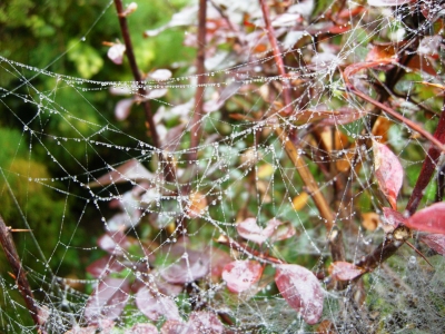 Spinnennetz im Nebeltau1