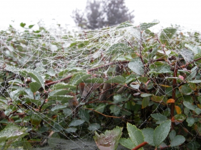 Spinnennetz im Nebeltau5