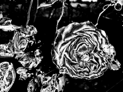 Rosenblüten wie aus Stahl