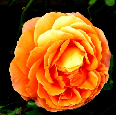 eine orangefarbene Rosenblüte