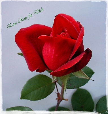 Eine Rose für dich -