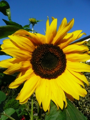 Sonnenblume