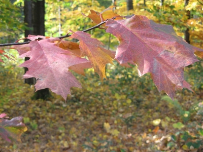 Herbstlaub