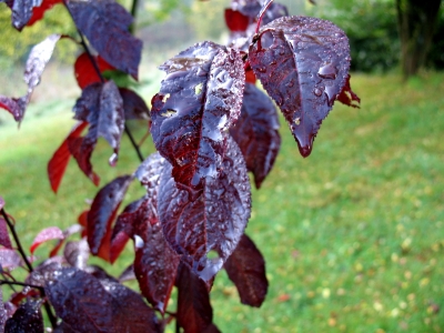 Herbst 08_0041 nasse Blätter der Blutpflaume
