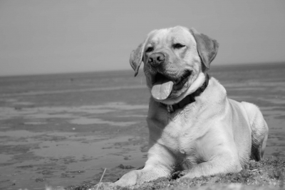 Meylo am Strand