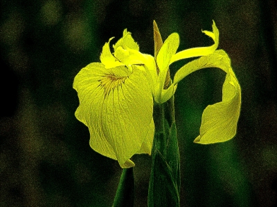 Sumpfschwertlilie, Iris pseudacorus, Nummer 134