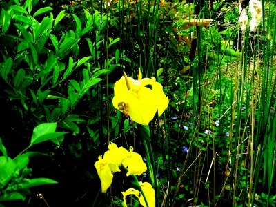 Sumpfschwertlilie, Iris pseudacorus, Nummer 4