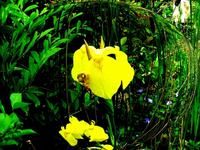 Sumpfschwertlilie, Iris pseudacorus, in 3D
