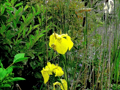 Sumpfschwertlilie, Iris pseudacorus, Nummer 44