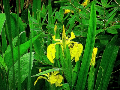 Sumpfschwertlilie, Iris pseudacorus, Nummer 45