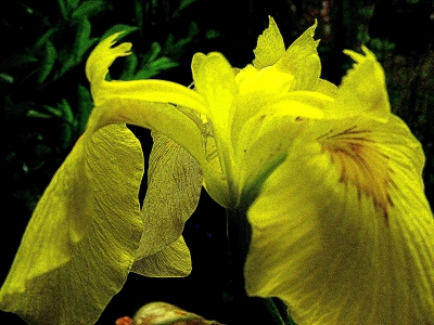 Sumpfschwertlilie, Iris pseudacorus, Nummer 83
