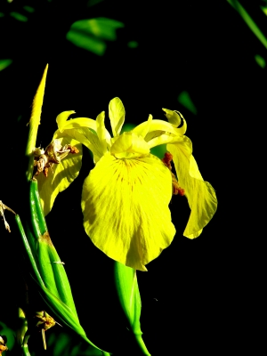 Sumpfschwertlilie, Iris pseudacorus, Nummer 134 in 3D