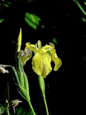 Sumpfschwertlilie, Iris pseudacorus, Nummer 1345