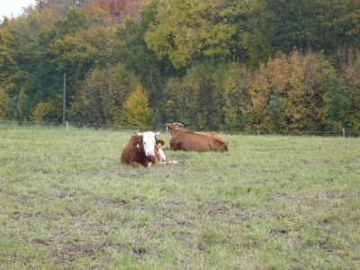 Rinder im Sauerland