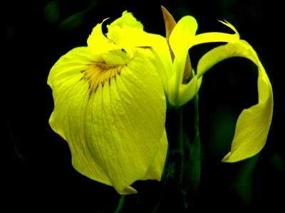 Sumpfschwertlilie, Iris pseudacorus, Nummer 13
