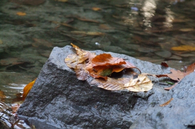 Herbstlaub am Bach