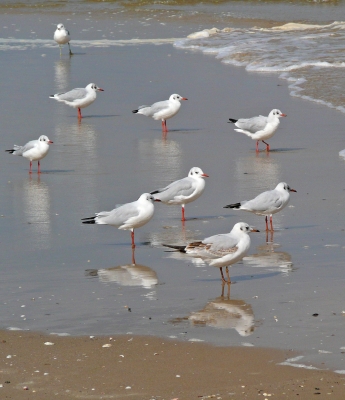 Seevögel mit Spiegelbild