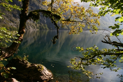 Baum und Wasser - Obersee im Herbst 2008