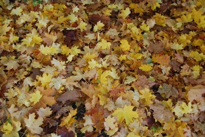 Blätterteppich im Herbst_1