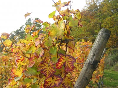 Herbstweinlaub