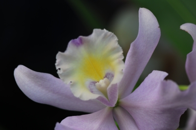 Lilafarbene Orchidee