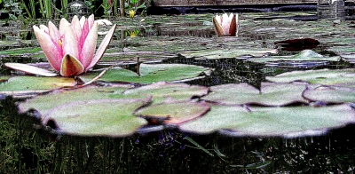 Seerose Nymphaea Nuphar Nummer 16, Blüten im Teich