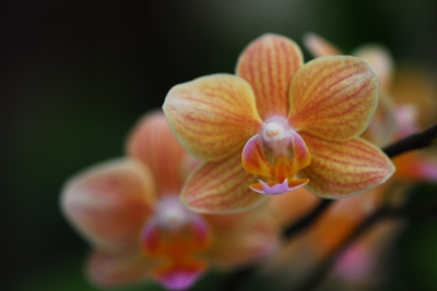 Orange-rosafarbene Orchidee