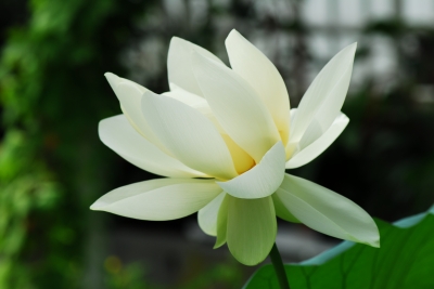 Weißer Lotus