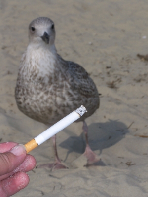 Rauchen am Strand? - NO SMOKING