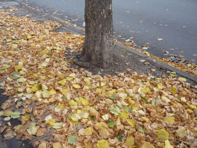 Herbstblätter