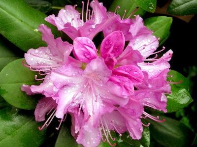 Rhododendron_2