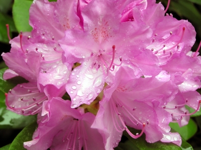 Rhododendron_3