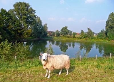 Schaf am Teich