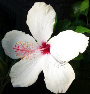 Hibiskus - Chinesischer Roseneibisch