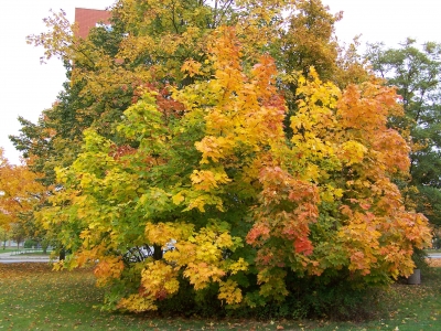 Die Farben des Herbstes 4