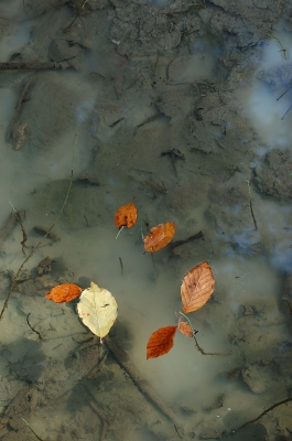 Herbstlaub