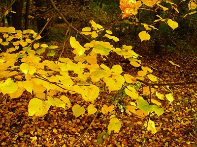 Farbige Blätter