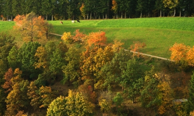 Herbstliche Weide im Schwarzwald