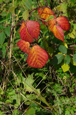 Herbstfeuer