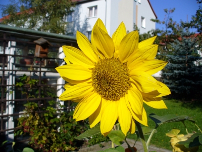 Gelbe Sonnenblume (Helianthus annuus)