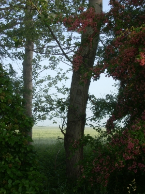 Blick durch die Bäume