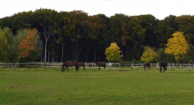 Pferdekoppel im Herbst