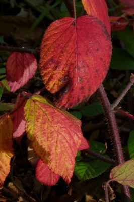 Brombeerblätter im Herbstkleid