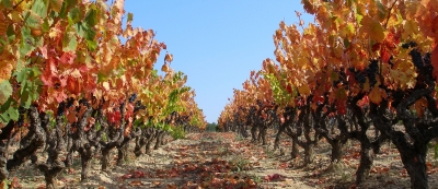 Herbstfarben  im Weinfeld
